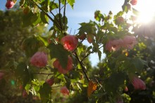 Flowers & Trees